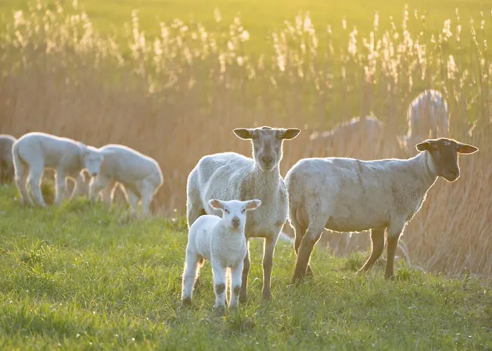 Appartement Alte Schule Uelvesbuell Westerhever